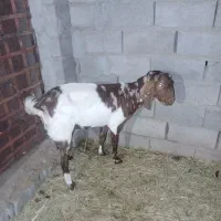 بزدوقلو زا|حیوانات مزرعه|گنبکی, |دیوار