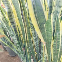 گلسرای نفتک|گل و گیاه طبیعی|مسجد سلیمان, |دیوار