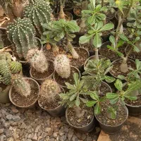 فروش ویژه کاکتوس وساکولنت|گل و گیاه طبیعی|فاضل آباد, |دیوار