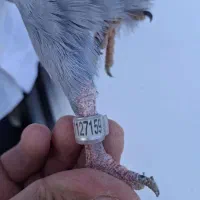 پلاکی گرفتنی|پرنده|عجب شیر, |دیوار