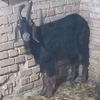 یک عدد بز سالم سرحال خوش خوراک بخور ۶۵۰۰