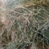 یونجه خشک|خدمات باغبانی و درختکاری|قوچان, |دیوار