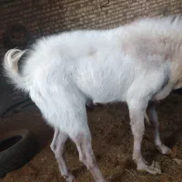 بزغاله پاکستانی نر وبره غندوزی قوچی|حیوانات مزرعه|قائن, |دیوار