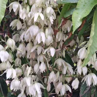 ده شاخه قوطی۸×۴