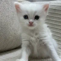 گربه|گربه|بیرجند, |دیوار