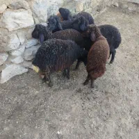 ۷عدد بره سالم