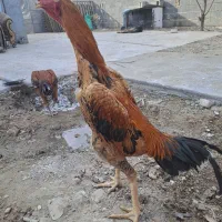 خروس لاری اوشامو