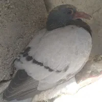 کبوتر|پرنده|سورنا, |دیوار