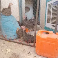 جوجه بوقلمون برنز  (۳ماهه)(انواع طیور)|حیوانات مزرعه|ساوه, |دیوار