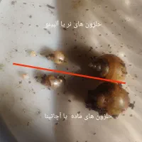 حلزون سه سایز مختلف