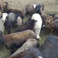 میش و بره
