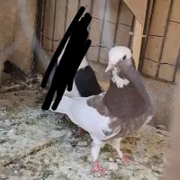 4تا کفتر خوب باهم