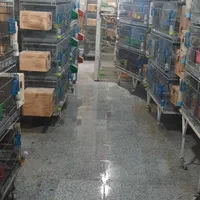 عروس جفتی وقناری وملنگو بفروش میرسد|پرنده|اقبالیه, |دیوار