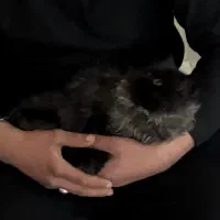 گربه گم شده(شیرینی خوب میدم)