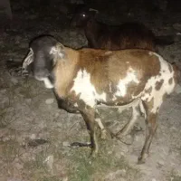 قوچ برشن