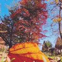 تور لحظه اخری  پاییز هزاررنگ کیاسر ظرفیت محدود