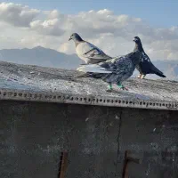 تعداد۱۲کفتر سبز قلدر المانی