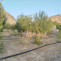 فروش باغ در میشخاص|فروش خانه و ویلا|سیوان, |دیوار