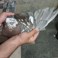 پرنده|پرنده|شیراز, شیخ علی چوپان|دیوار