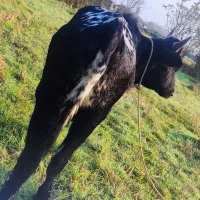 گاو نر چالوسی اصیل. ورزا. لیشه. گوساله|حیوانات مزرعه|رشت, منظریه|دیوار