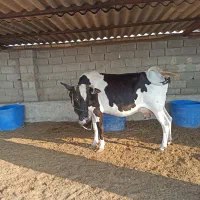 گاو با گوساله|حیوانات مزرعه|خرمشهر, |دیوار