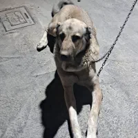 سگ عراقی نر ۲ساله|سگ|شبستر, |دیوار