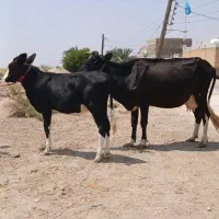 گاو جرسی با گوساله المانی اصل ۱۰کیلو شیر|حیوانات مزرعه|اهواز, اهواز|دیوار