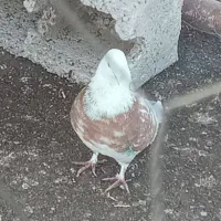 سلام دوستان من اون کفتررو صید کردم