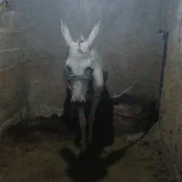 یک عدد الاغ ماده