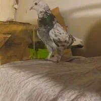 کبوتر اصفهانی پرشی