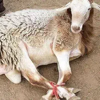 قصاب قصابی ذبح