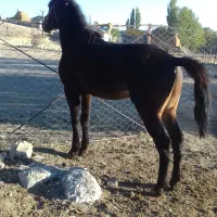 اسب نریان چهارساله یورقه رو وکورسی|اسب و تجهیزات اسبسواری|خلخال, |دیوار