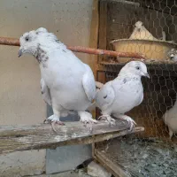 کبوتر