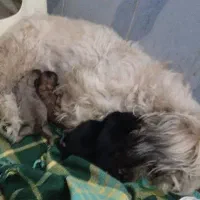 واگذاری سگ ماده با 3 توله..