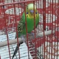 مرغ عشق ویک عدد کفش ایمنی