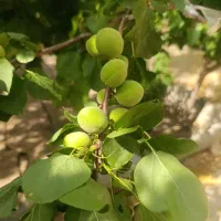 ویلایی-380-متر-120-متر-زیر-بنا-دو-خواب-مرکز-قوچان