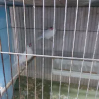 فنج نرگسی یا مصری 18عدد|پرنده|پاکدشت, پاکدشت (مامازند)|دیوار