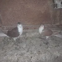 نروماده دمگیروتهرانی