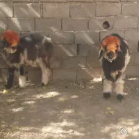 میش قوچ بره ماده ترکی اصل|حیوانات مزرعه|کوهرنگ, |دیوار