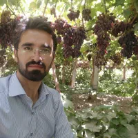 فروش انواع نهال انگور ایرانی و خارجی تعاونی