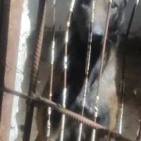 سگ مالینویز نر