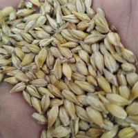 خوراک دام عزیزی