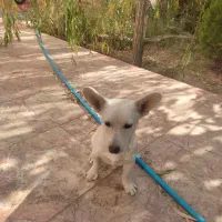 سگ ماده|سگ|مشهد, ویلاشهر|دیوار