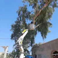 برشکاری وهرسکاری درخت