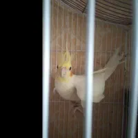 عروس هلندی جفت