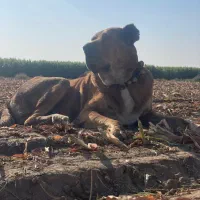 سگ خراسانی|سگ|نیشابور, ریوند|دیوار