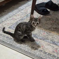 واگذاری رایگان گربه نر ۳ ماهه