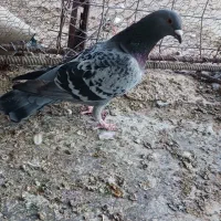 کبوتر پولک|پرنده|فردوس (خراسان), |دیوار