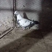 ماده سینه جنگلی جوان