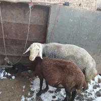 قوچ گله|حیوانات مزرعه|زالیان, |دیوار